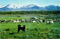 монгольская пастушья собака